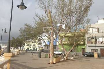 Poda y limpieza de las palmeras de Salinetas y Clavellinas/TA.